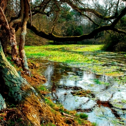 Near the source of the Thames